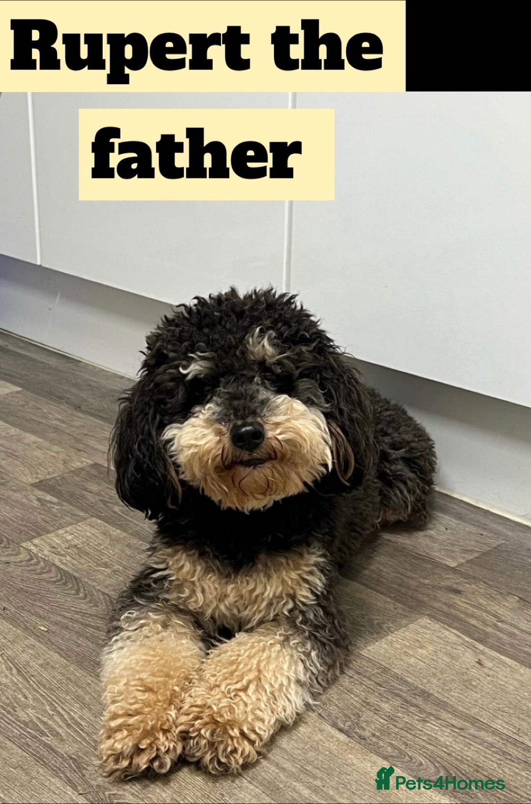 Labradoodle dogs for sale: 🌟 GOLD STANDARD – HIGH HEALTH STATUS LABRADOODLES - Image 12
