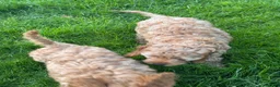 Cockapoo dogs for sale: Red & Apricot Cockapoo Puppies in Airdrie - Advert 18