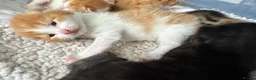 Mixed Breed cats for sale: Mother is a tortoiseshell - first litter  - Advert 3
