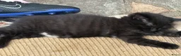 Mixed Breed cats for sale: Ragdoll x gorgeous  - Advert 2