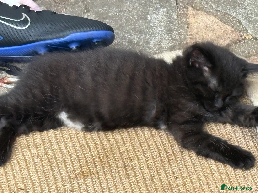 Mixed Breed cats for sale: Ragdoll x gorgeous  - Advert 2