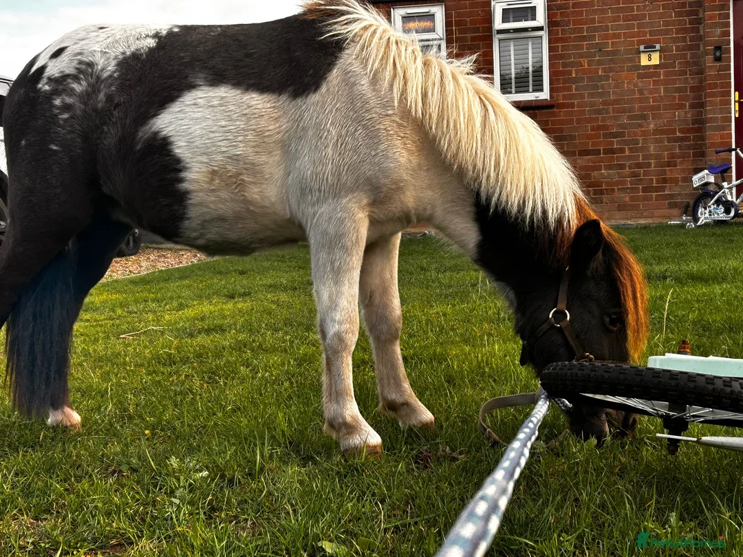 Shetland pony horses for sale: Shetland pony  - Advert 5