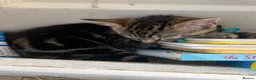 Mixed Breed cats for sale: Reduced kittens need gone asap to a loving home  - Advert 5