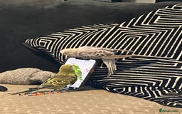 Budgerigars birds for sale: 2 budgies and cage with stand  - Image 3