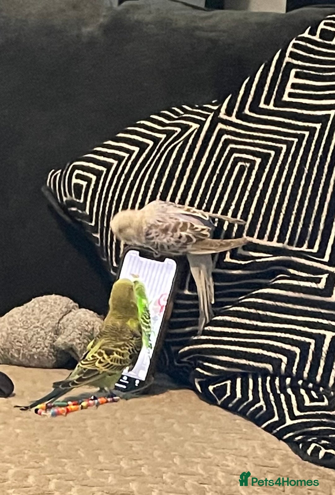 Budgerigars birds for sale: 2 budgies and cage with stand  - Image 3