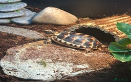 Tortoise reptiles for sale: Kiki the marginated tortoise - Image 6