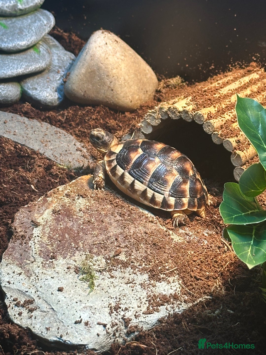 Tortoise reptiles for sale: Kiki the marginated tortoise - Image 6