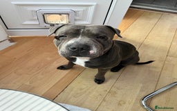 American Bull Staffy dogs for stud: Bruno cute boy for stud  - Image 4