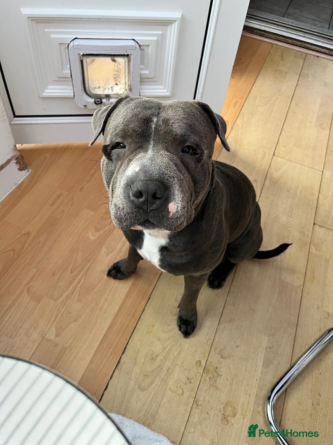 American Bull Staffy dogs for stud: Bruno cute boy for stud  - Image 4