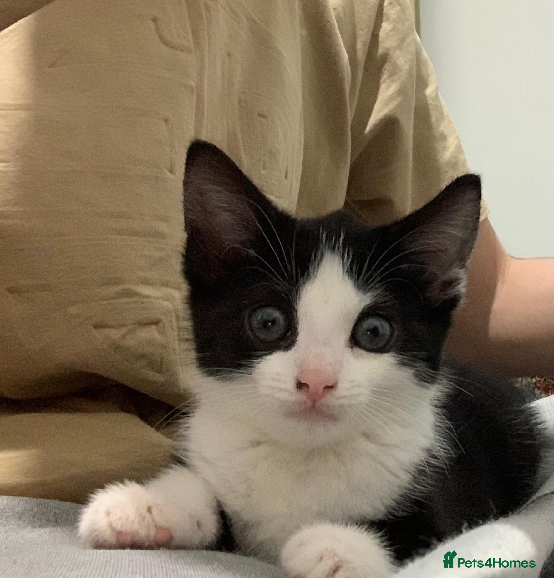 American Shorthair cats Kitten looking for a loving home - Advert 1
