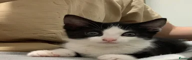 American Shorthair 1