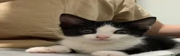 American Shorthair cats for sale: Kitten looking for a loving home - Advert 1