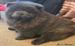 Chow Chow dogs for sale: Chow chow  - Image 15