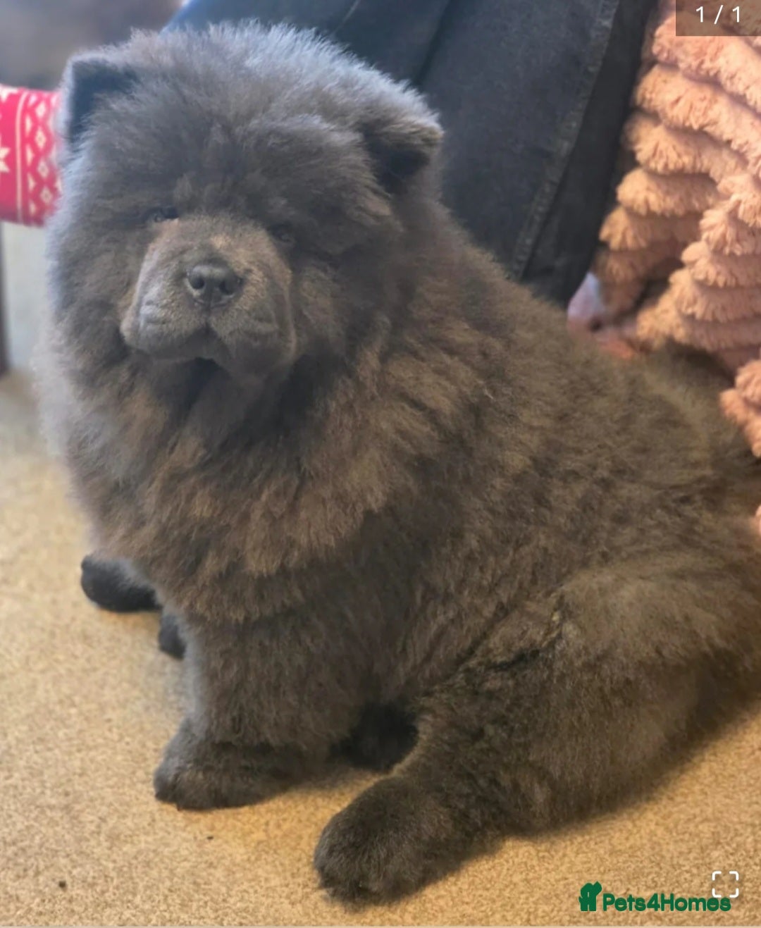 Chow Chow dogs for sale: Chow chow  - Image 15