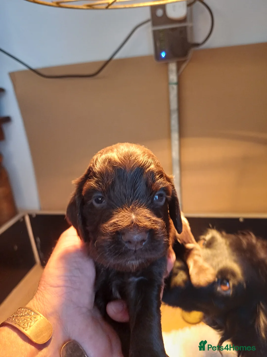 Cocker Spaniel dogs for sale: Working cocker spaniel  in Dumfries - Advert 2