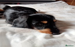 Dachshund dogs for sale: Long hair dachshund REDUCED  - Image 6
