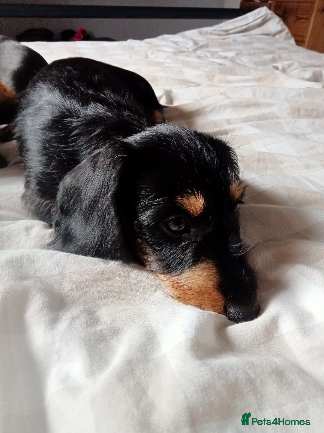Dachshund dogs for sale: Long hair dachshund REDUCED  - Image 6