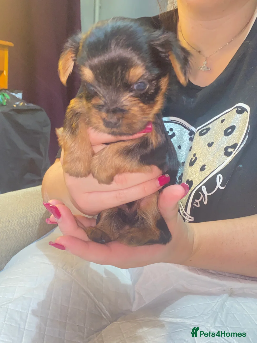 Yorkshire Terrier dogs for sale: 4 Stunning Minature Yorkshire terriers for sale  - Advert 27