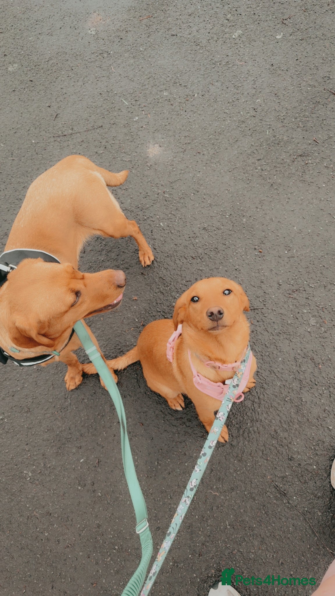 Labrador Retriever dogs Stunning 7 month old fox red lab - Advert 1