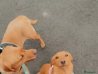 Labrador Retriever dogs Stunning 7 month old fox red lab - Advert 1