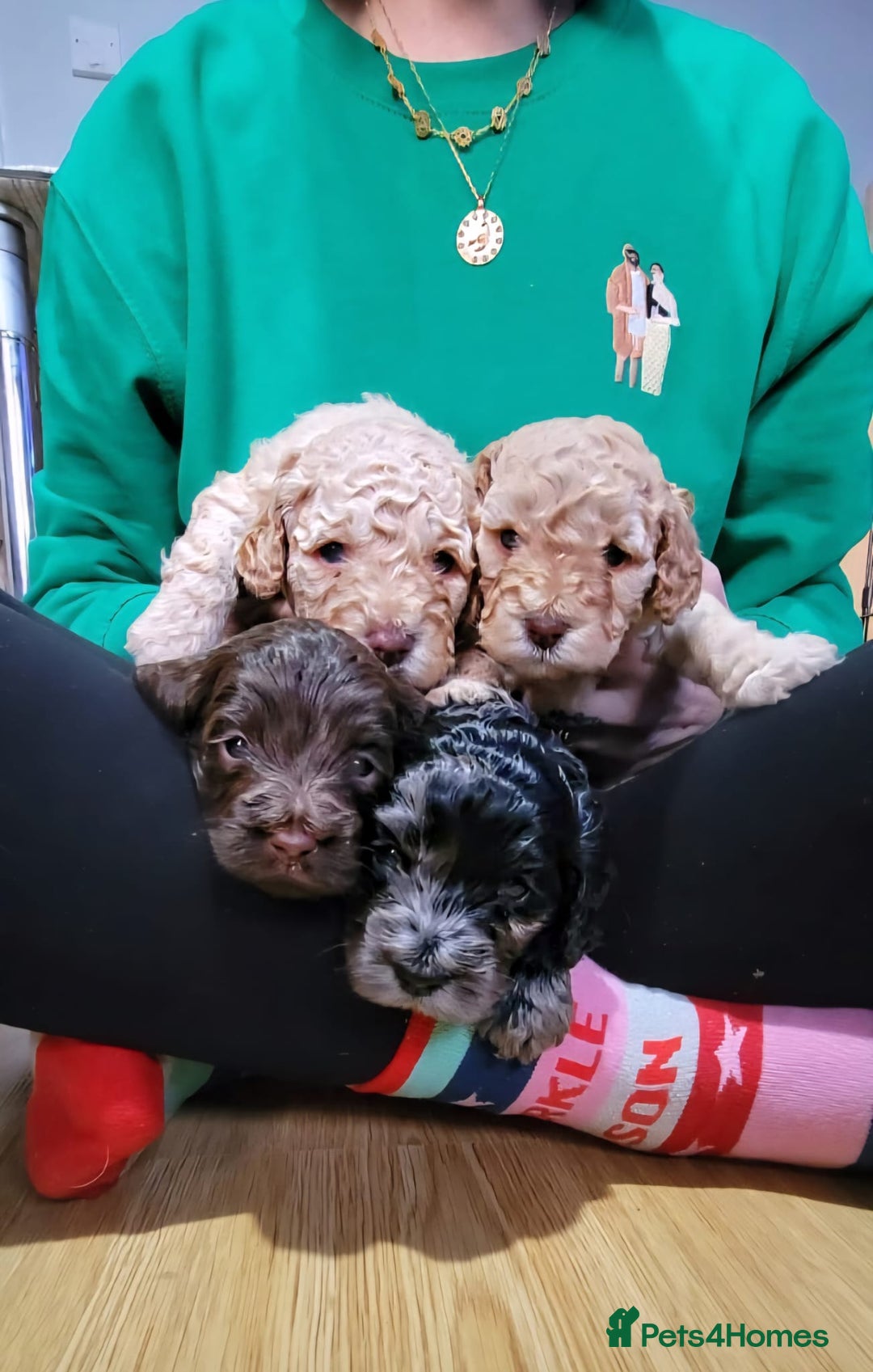 Cockapoo dogs for sale: 3 beautiful puppies for sale £1200 - Advert 8