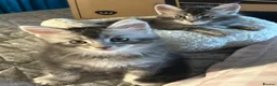 Maine Coon cats for sale: Maine Coon kittens in Boston - Advert 7