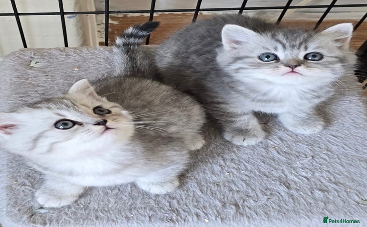 Persian cats - Advert 1