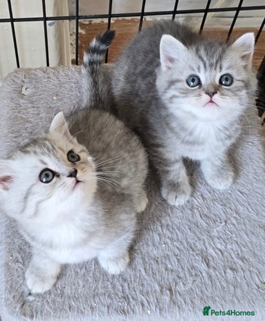 Persian cats - Advert 1