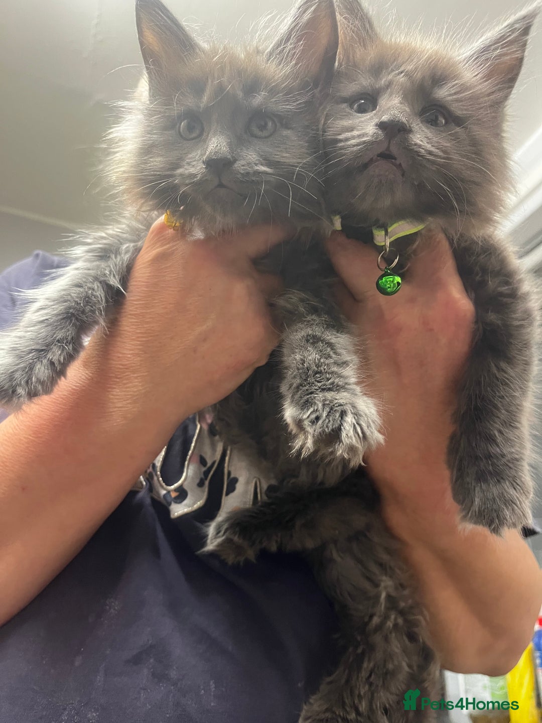 Maine Coon cats for sale: Purebred Maine Coons kittens.  - Advert 1