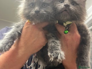 Maine Coon cats Purebred Maine Coons kittens. - Advert 6