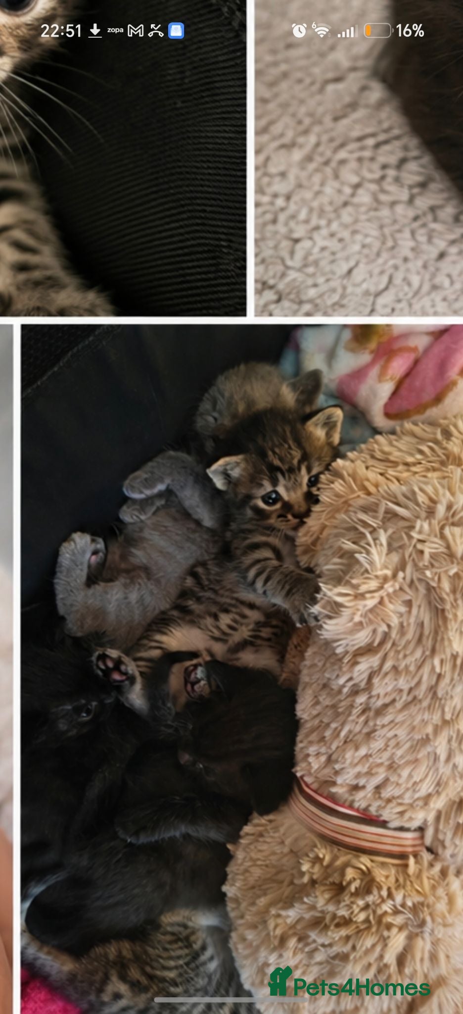 Mixed Breed cats Tabby and black British shorthair kittens 💕💕 - Advert 5