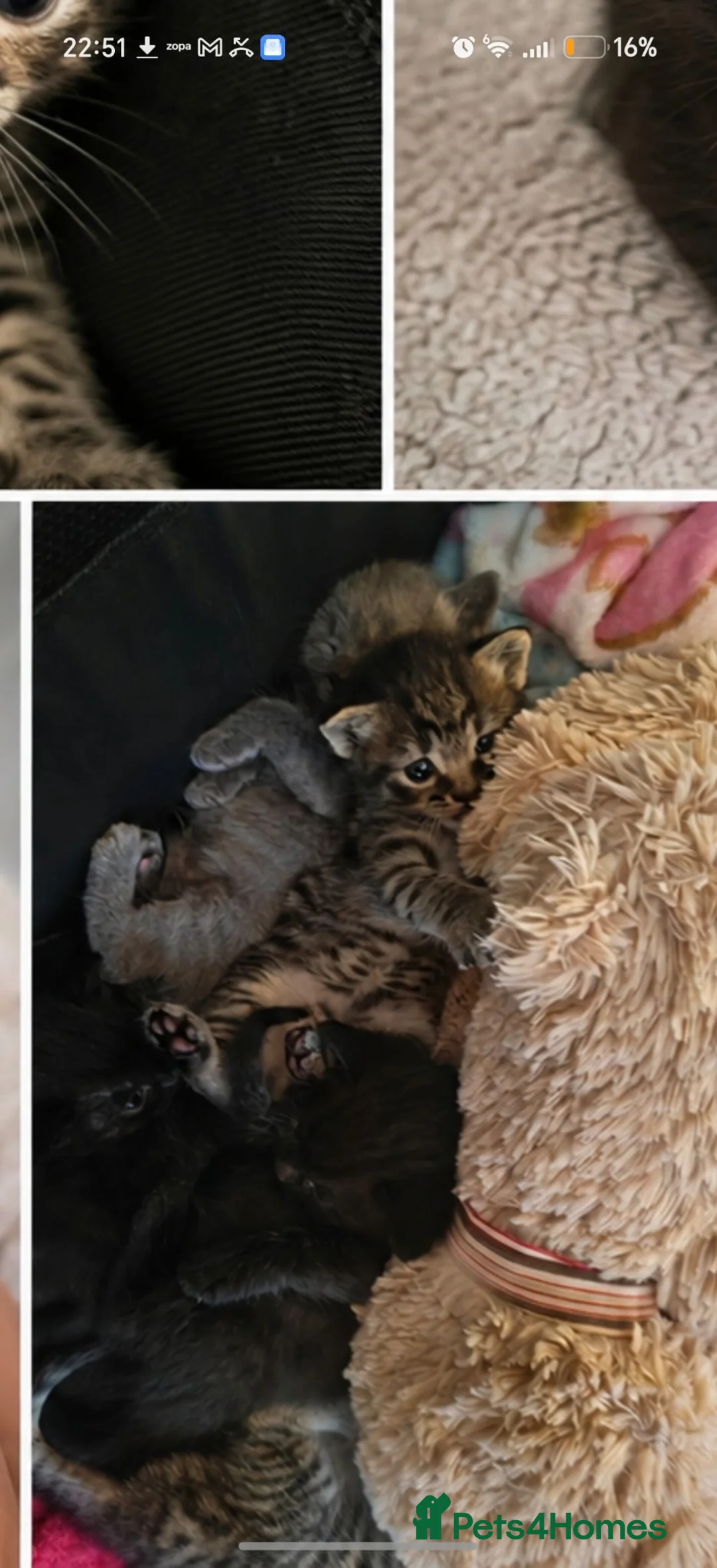 Mixed Breed cats for sale: Tabby and black British shorthair kittens 💕💕 - Advert 1