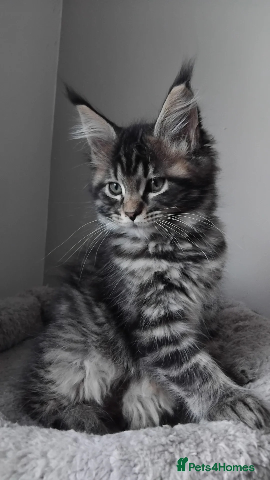 Maine Coon cats for sale:  Maine coons kittens GCCF. Black drey tabbys - Advert 1