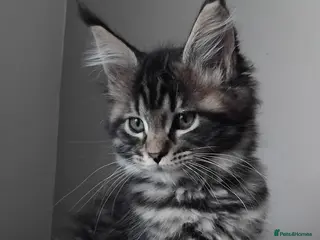 Maine Coon cats Maine coons kittens GCCF. Ticky Tabbys. - Advert 2