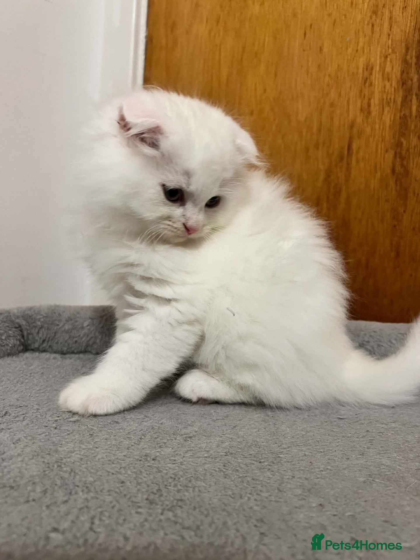 Scottish Fold cats Gorgeous Scottish Fold & Straight Kittens  - Advert 1