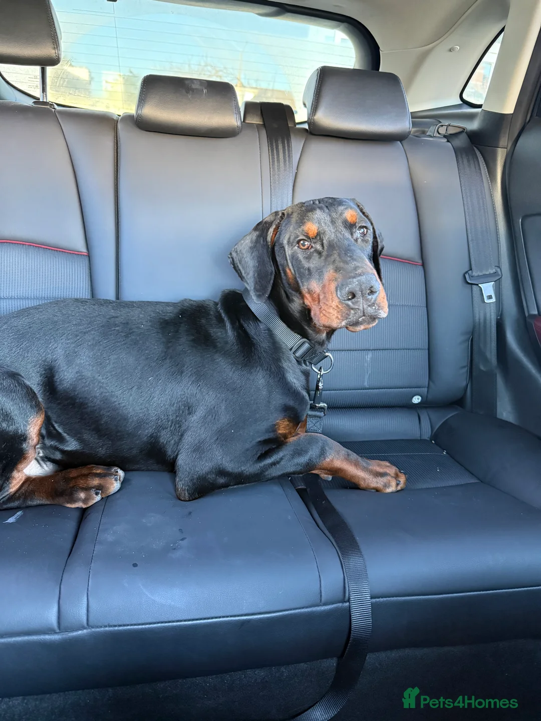 Dobermann dogs for sale: 8 Month Old Doberman - Advert 2