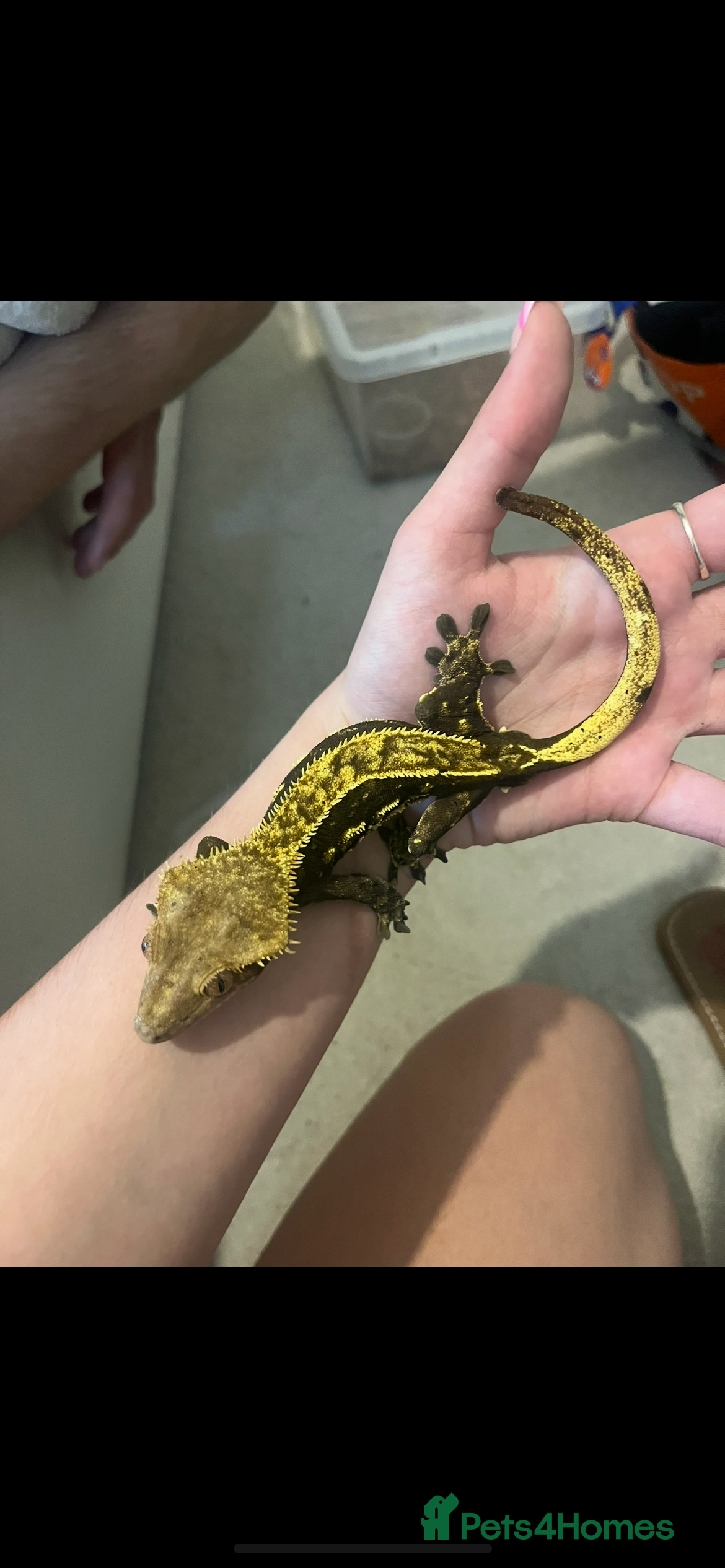 Gecko reptiles Male crested gecko  - Advert 1