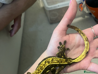 Gecko reptiles Male crested gecko - Advert 2