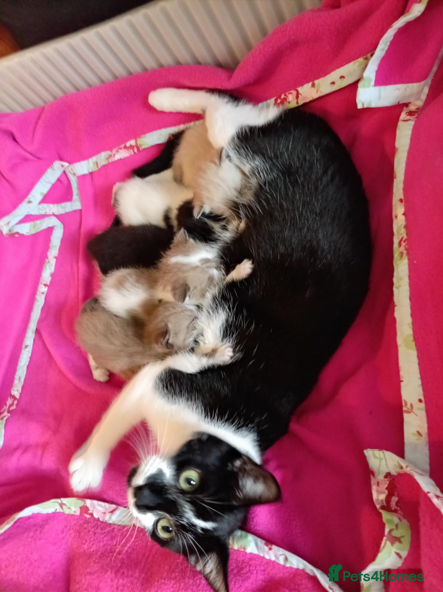 Mixed Breed cats Half sphynx half British shorthair kittens  - Advert 1