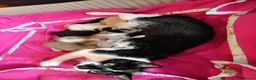 Mixed Breed cats for sale: Half sphynx half British shorthair kittens  - Advert 11