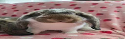 German Lop rabbits for sale: Pure German Lop 2 Bucks ☆silly tame - Advert 4