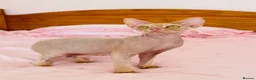 Devon Rex cats for sale: very beautiful Devon Rex boy - Advert 4