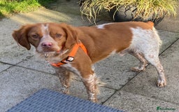 Brittany Spaniel dogs for adoption: Handsome, gentle, charming Marmalade in Surrey - Image 6