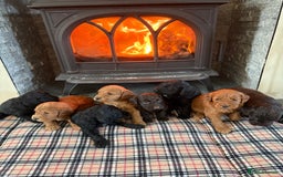 Cockapoo dogs for sale: F1 PRA Clear cockapoo puppys in Sandbach - Image 13