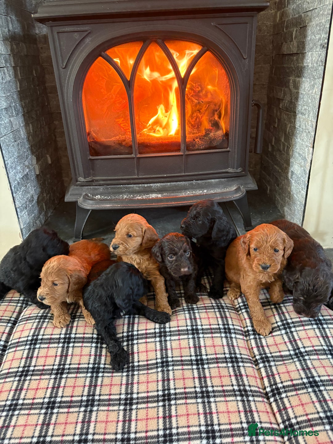 Cockapoo dogs for sale: F1 PRA Clear cockapoo puppys in Sandbach - Image 13