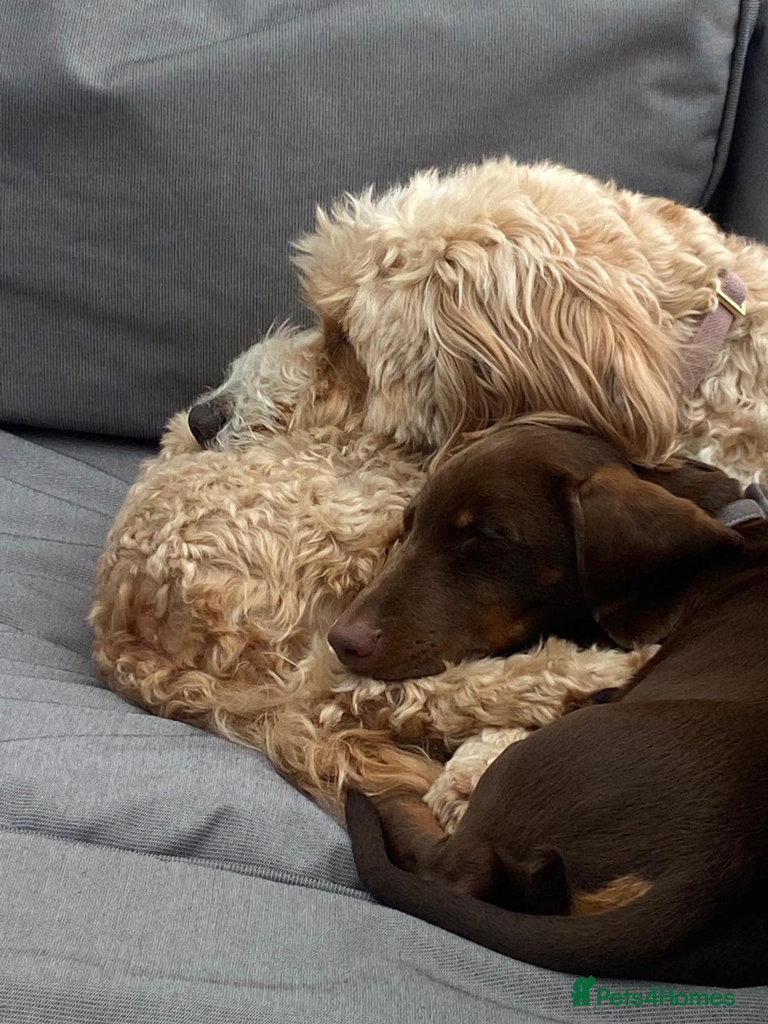 Miniature Dachshund dogs for sale: Bazil - Image 2