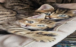 Brazilian Shorthair cats for sale: Tabby Cats  - Image 1