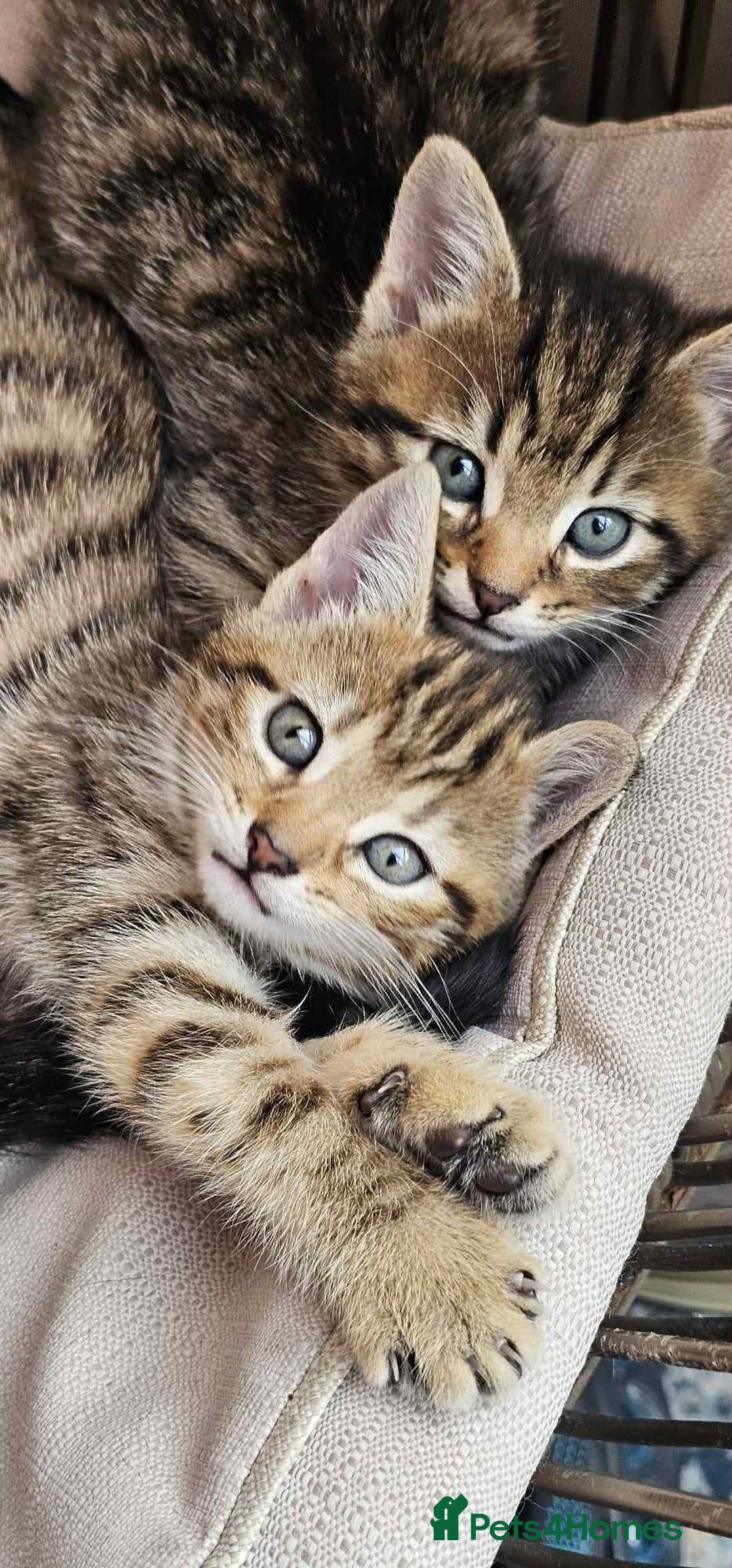 Brazilian Shorthair cats for sale: Tabby Cats  - Image 1