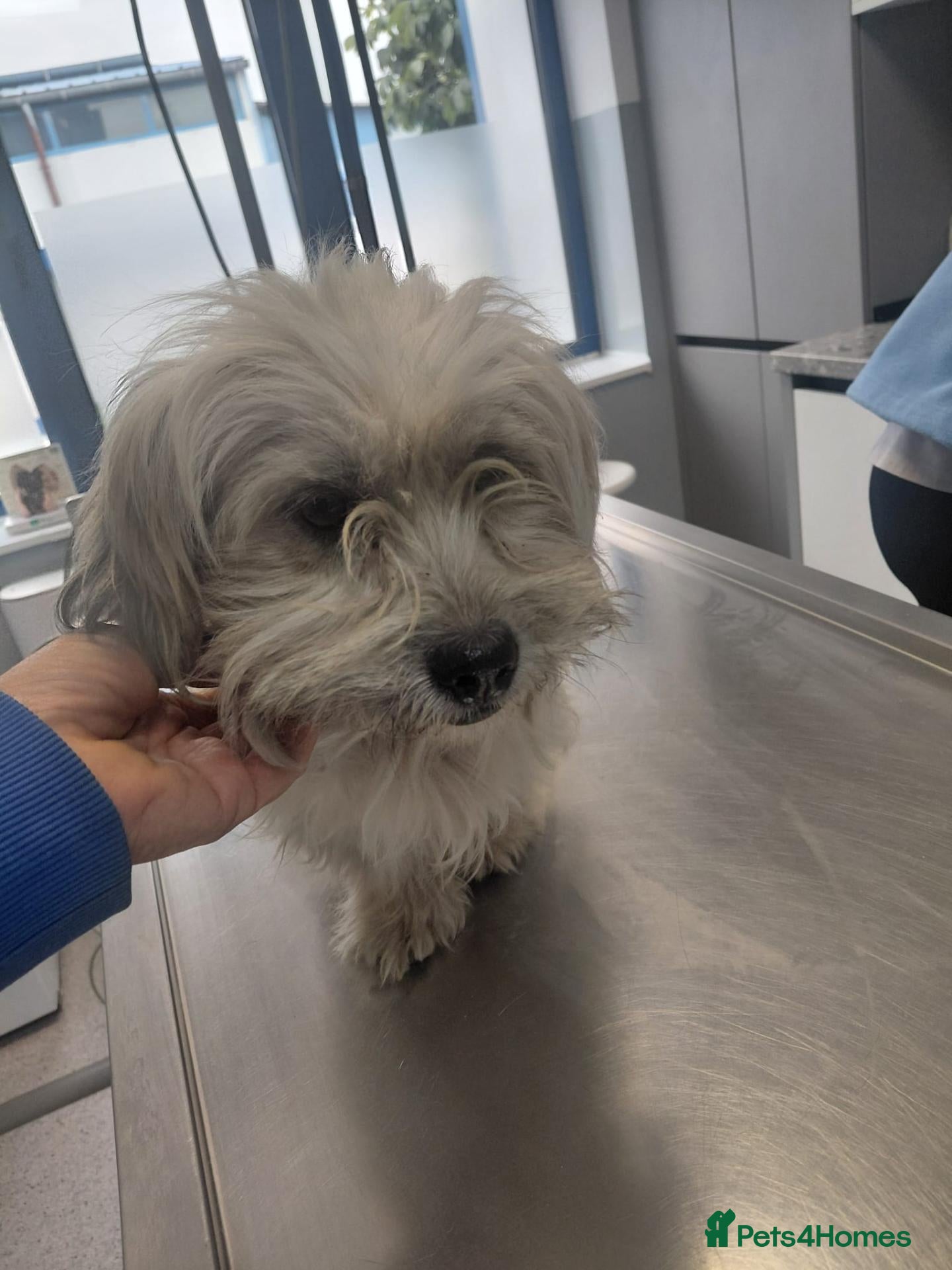 Mixed Breed dogs for adoption: 🐾❤️ CODY - A Lovely Boy for a Loving Home ❤️🐾🏡 - Advert 1