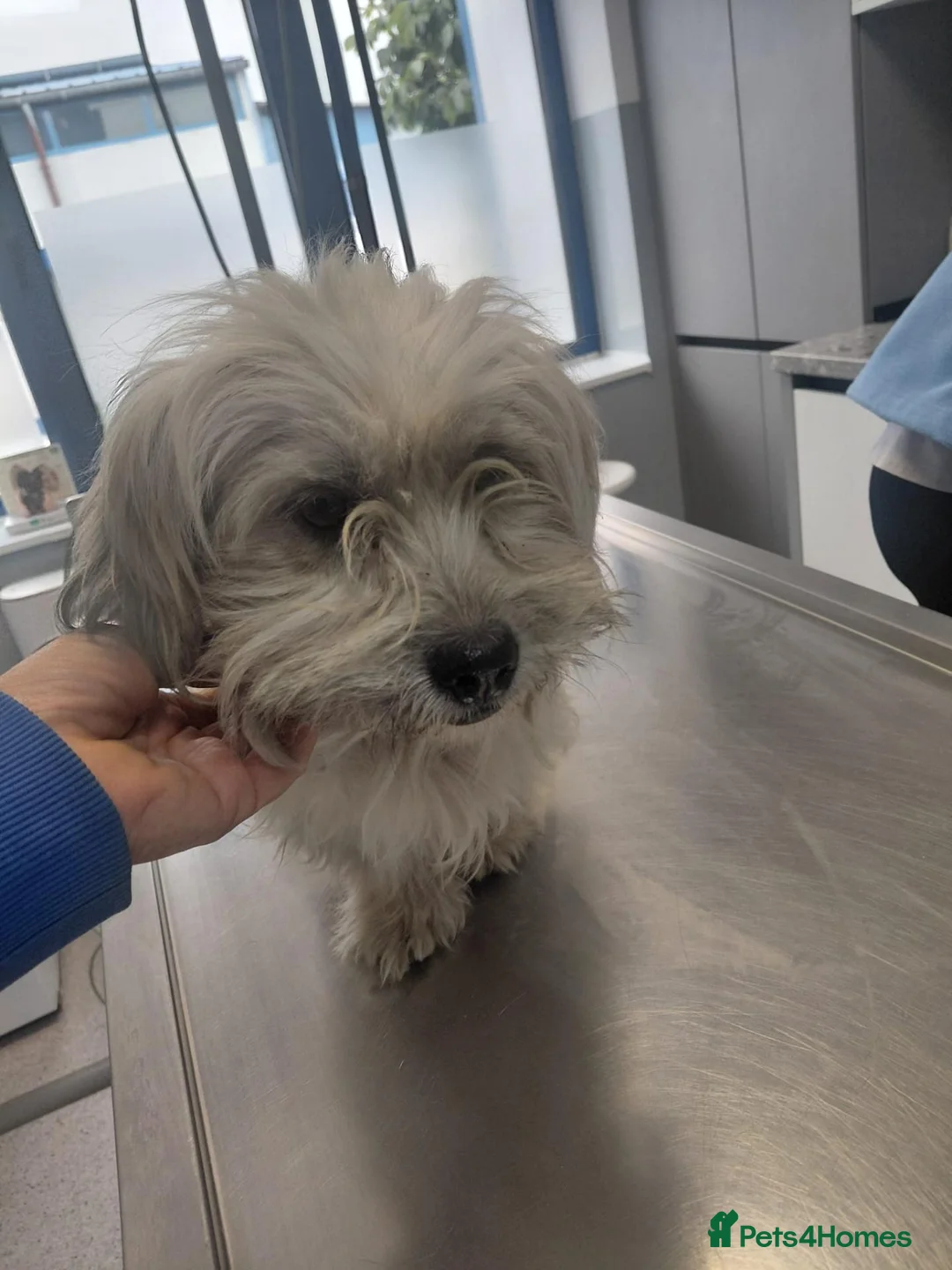 Mixed Breed dogs for adoption: 🐾❤️ CODY - A Lovely Boy for a Loving Home ❤️🐾🏡 - Advert 1